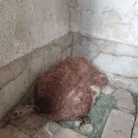 بوقلمون جوجه بلدرچین