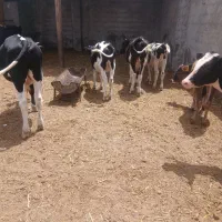 ۹راس گوساله نر۱۰۰ کیلو تا ۲۰۰کیلو