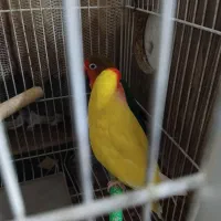 عروس کوتوله