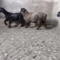 بره نر