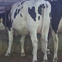 تلیسه ابستن