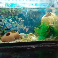 اکواریوم‌معا‌وضه