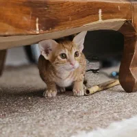 گربه|گربه|جم, |دیوار
