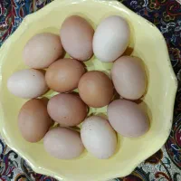 تخم مرغ محلی
