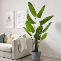 پخش عمده درختچه گل