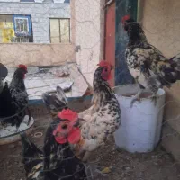 خروس سبرایت مینیاتوری ۴ عدد