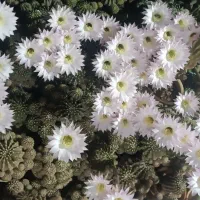 کاکتوس|گل و گیاه طبیعی|برخوار, |دیوار