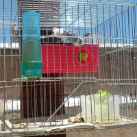 دو پرنده مرغ عشق بسیار زیبا