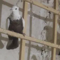 کبوتر