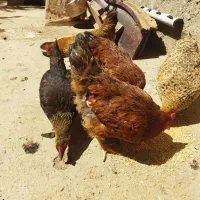 مرغ خودمونی