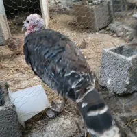 بوقلمون