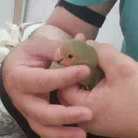 طوطی کوتوله دستی دونخور