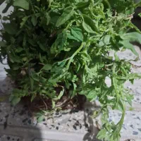 شطل گوجه