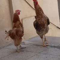 مرغ و خروس