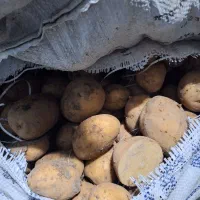 بذر سیب زمینی جیلی ۴۰۳