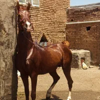 نریون یکسر عرب