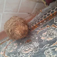 پرنده
