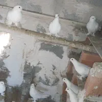 کفتر فروشی تعداد