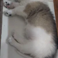 سگ پامر. میکس. عروسکی. واکسن خورده