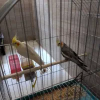 عروس هلندی یکساله نر سخنگو