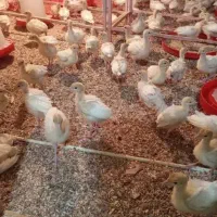فروش انواع جوجه بوقلمون بیوتی  برنز 1 روزه به بالا
