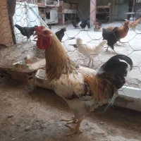 خروس محلی برای قربانی