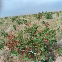 استخدام باغدار