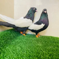 جفت سینه سیا