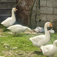 قوغاز نر ‌و ماده