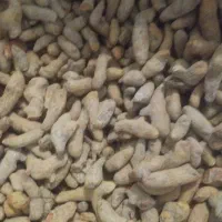 زردچوبه اصل