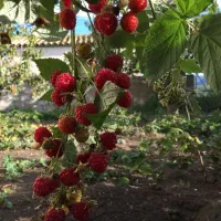 فروش نهال بلک بری ،رزبری قرمز ، کیوی بری ، بلوبری