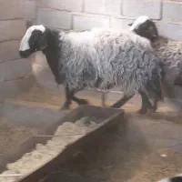 حیوانات مرزعه