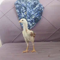 جوجه لاری