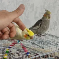 جوجه عروس هلندی دستی