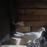 کبوتر پاکستانی