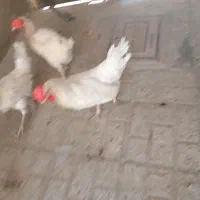 پرنده مرغ سفید تخمی
