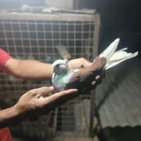 کفتر پرشی