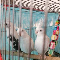 عروس هلندی