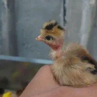 جوجه پخش عمده