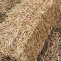 کاه سرچینه