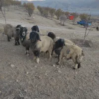 قوچ گله داری فروشی