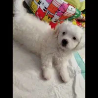 حیوان خانگی مالتیپو