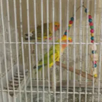 برزیلی  فنچ