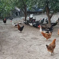 اردک خارجی ماده