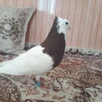 طوقی دستی