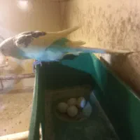 سه جفت مرغ عشق با ۶جوجه ۳ماهه