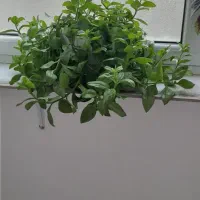 گل طبیعی اطلسی