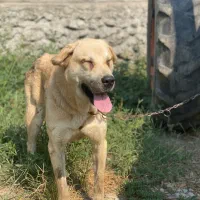 سگ پژدر