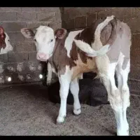 بزرگترین مجموعه دراستان گلستان