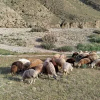 فروش/گوسفند/بره/زنده/با هر توان مالی
